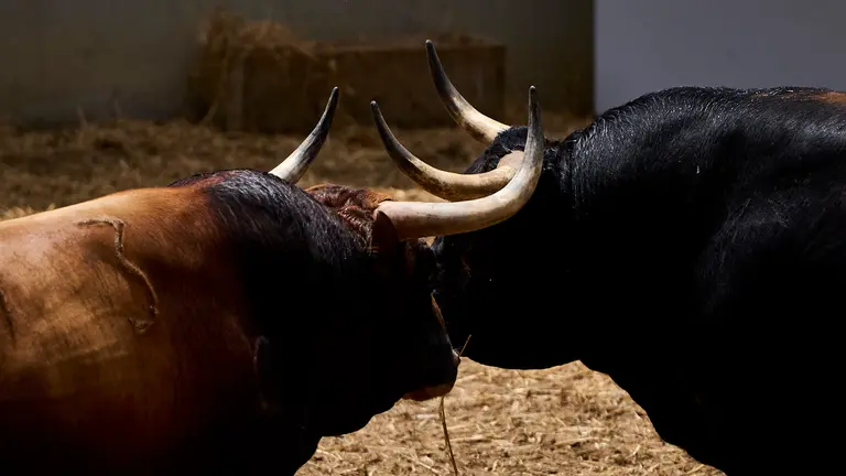 Los toros de Fuente Ymbro para la corrida del 10 de julio de San Fermín 2024, en los corrales del Gas de Pamplona. PABLO LASAOSA