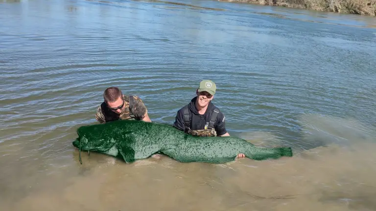 El enorme siluro verde pescado en el Ebro. CEDIDA
