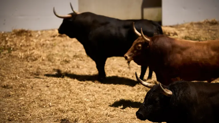 Los toros de Jandilla para la corrida y el encierro del 12 de julio en los corrales del Gas de Pamplona. PABLO LASAOSA