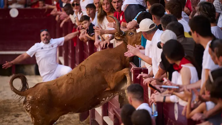 Suelta de vacas de la ganadería de Alba Reta en fiestas de Puente la Reina 2024. PABLO LASAOSA
