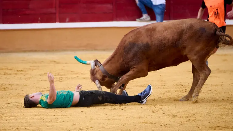 Suelta de vaquillas de la ganadería Hermanos Ganuza de Artajona en fiestas de Tudela 2024. PABLO LASAOSA