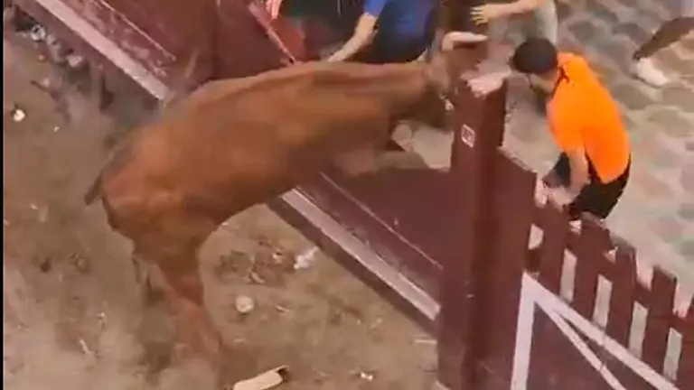 Imagen de la vaquilla que ha protagonizado el susto en Puente la Reina. CEDIDA