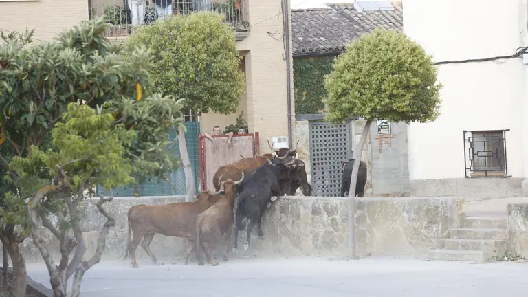 Encierro del Estrecho de Arguedas del lunes 5 de agosto por la mañana, con vacas de la ganadería Alfredo Íñiguez Moncayola de Arguedas. JOSÉ EMILIO FLORISTÁN