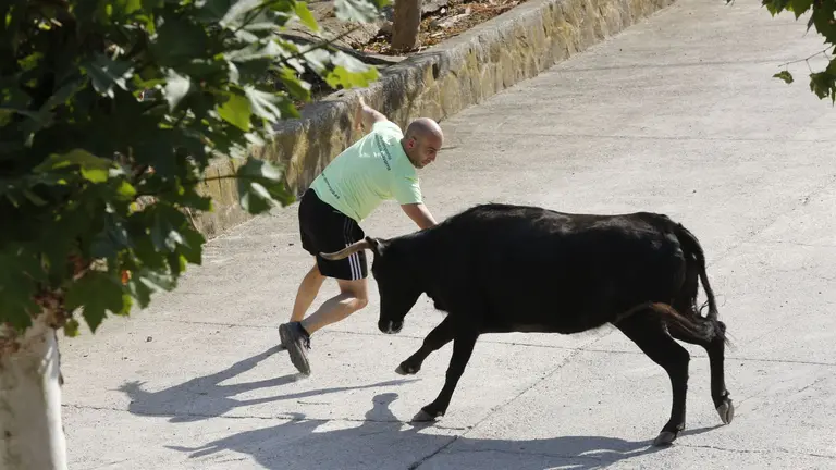 Imágenes de los encierros del Estrecho de Arguedas. JOSÉ EMILIO FLORISTÁN