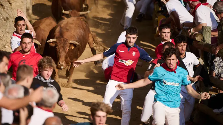 Tercer encierro del Pilón 2024 de las fiestas de Falces con vacas de la ganadería de Juan José Laparte de Marcilla. PABLO LASAOSA