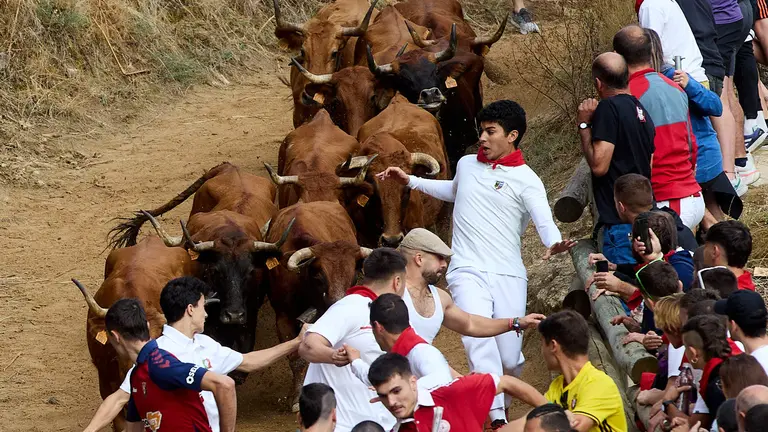 Cuarto encierro del Pilón de Falces 2024 con la ganadería Lastur de Itziar. IÑIGO ALZUGARAY