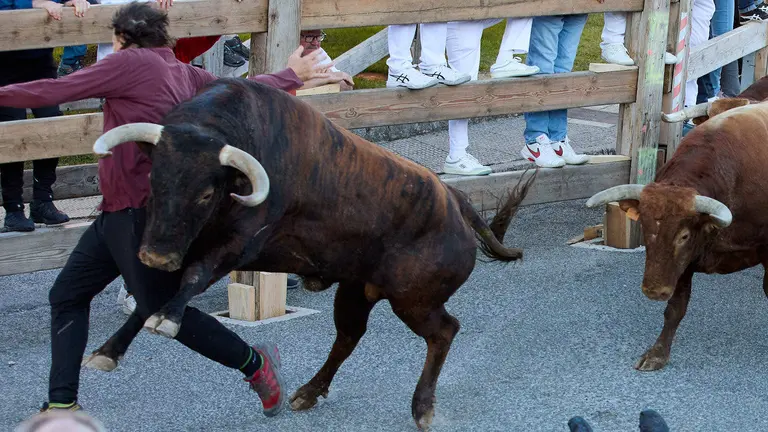 Cuarto encierro de las fiestas de Sangüesa 2024 con toros de la ganadería de Couto de Fornilos de Sevilla. IÑIGO ALZUGARAY