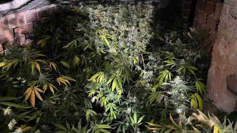 Parte de las plantas de marihuana aprehendidas por la Policía Nacional en Navarra. POLICÍA NACIONAL