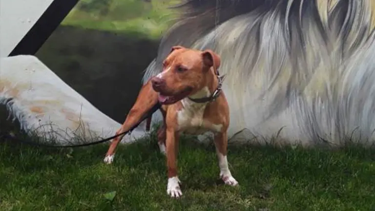 Linda, la perra que se encuentra en el Centro de Atención a Animales del Ayuntamiento de Pamplona. pamplona.es