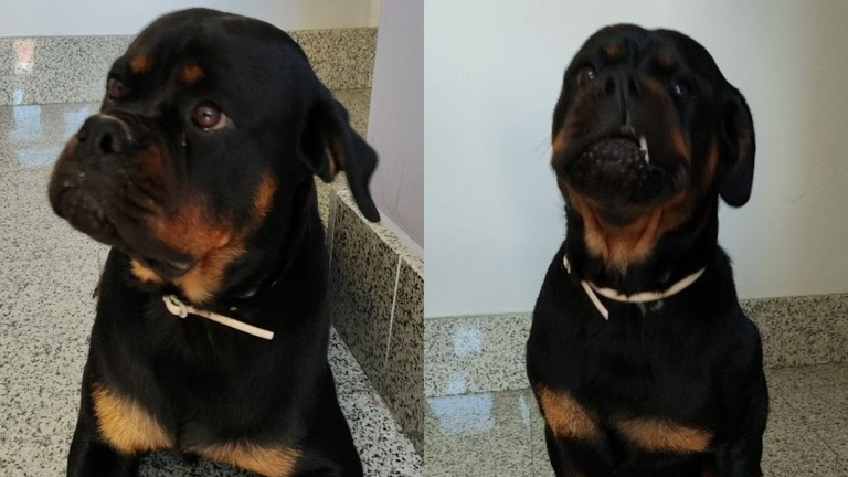 Un perro potencialmente peligroso muerde a un hombre y a su hijo en Navarra. POLICÍA FORAL