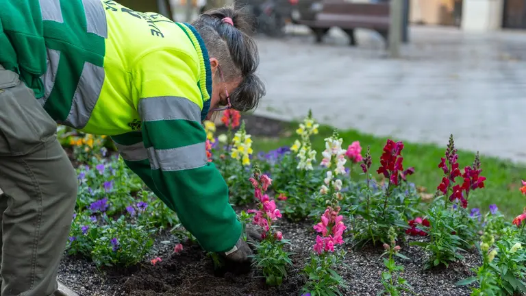 La avenida Carlos III, a la altura de la calle Roncesvalles, estrena imagen en su césped con flores. AYUNTAMIENTO DE PAMPLONA