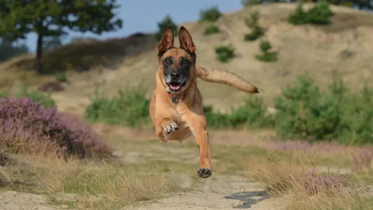 Imagen de archivo de un perro pastor belga malinois. ARCHIVO