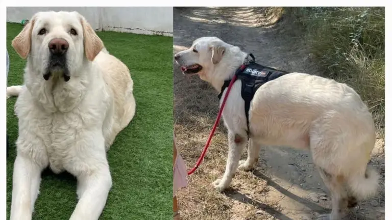 Dos fotos de 'Rocky'. CEDIDAS