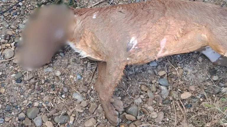 El perro falleció ahogado. GUARDIA CIVIL