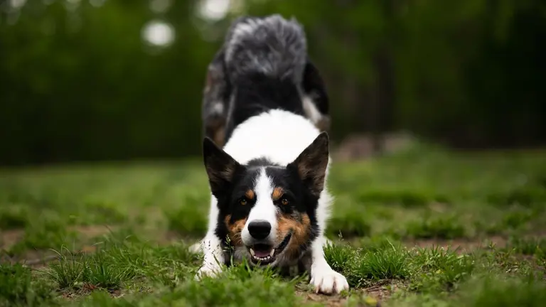 Imagen de archivo de un perro. PIXABAY