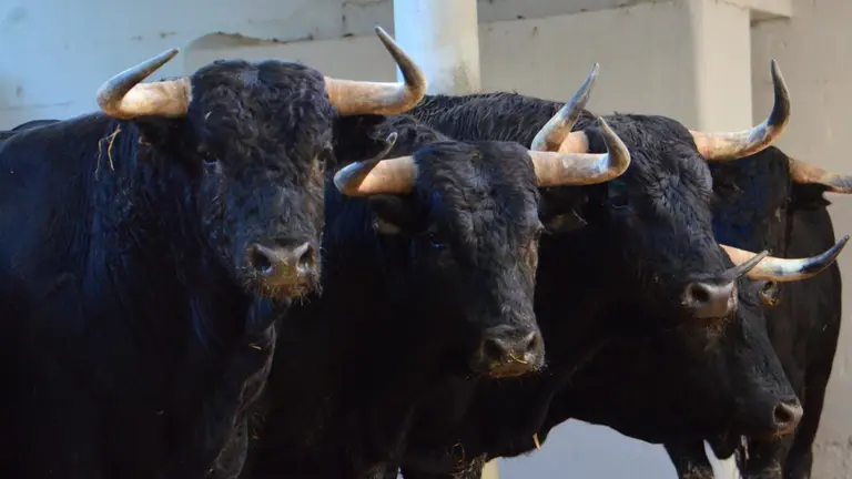 Novillos de Pincha para el primer festejo de la Feria del Toro el 5 de julio, en los corrales de la plaza de toros de Pamplona. MECA