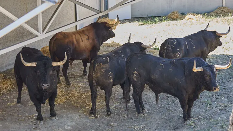Toros de la ganadería de Fuente Ymbro (encierro del 7 de julio) en los Corrales del Gas preparados para San Fermín 2025. IÑIGO ALZUGARAY