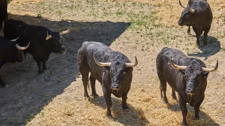 Toros de la ganadería de Fuente Ymbro (encierro del 7 de julio) en los Corrales del Gas preparados para San Fermín 2025. IÑIGO ALZUGARAY