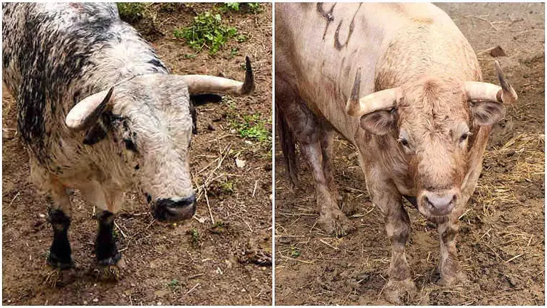 El toro 'Lioso' (nº 24) de la ganadería de Cebada Gago (8 de julio), cárdeno claro y el toro 'Polvorillo' (nº 43) de la ganadería de Álvaro Núñez (9 de julio), en los Corrales del Gas de Pamplona para San Fermín 2025.