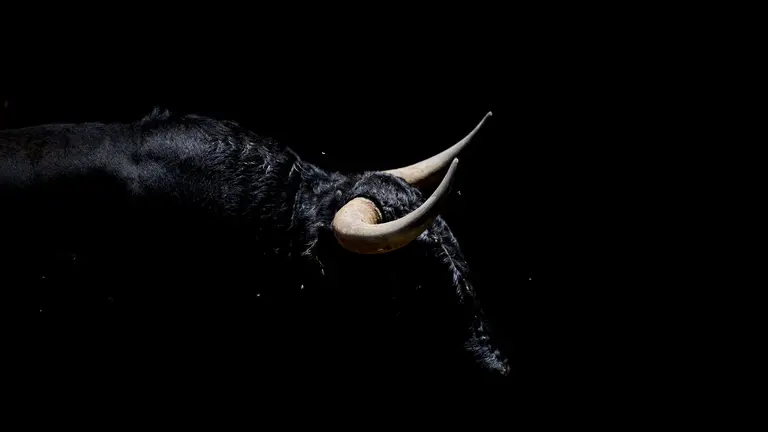 Toros de la ganadería de Jandilla (11 de julio) en los Corrales del Gas preparados para San Fermín 2025. PABLO LASAOSA