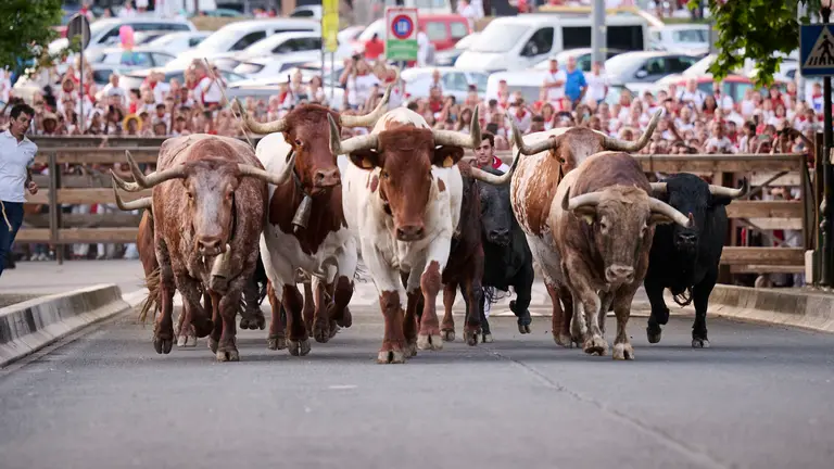 Encierrillo con los toros de Victoriano del Río durante San Fermín 2025. PABLO LASAOSA