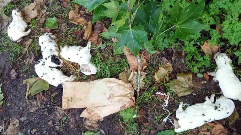 Algunos de los cachorros abandonados no pudieron sobrevivir. POLICÍA FORAL