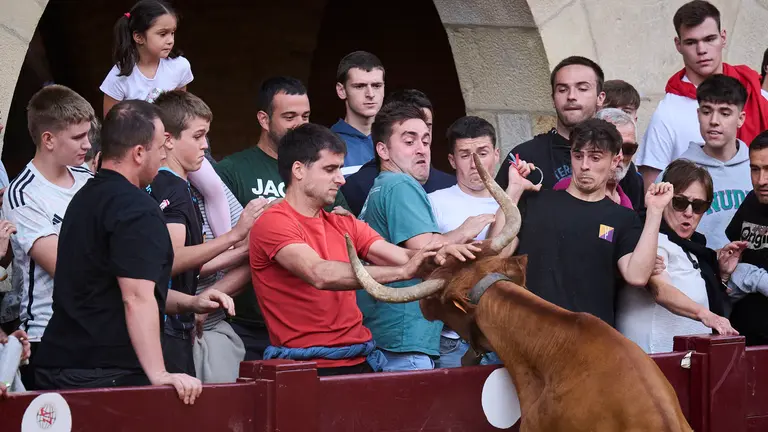 Suelta de vacas de la ganadería de Alba Reta en fiestas de Puente la Reina 2025. PABLO LASAOSA