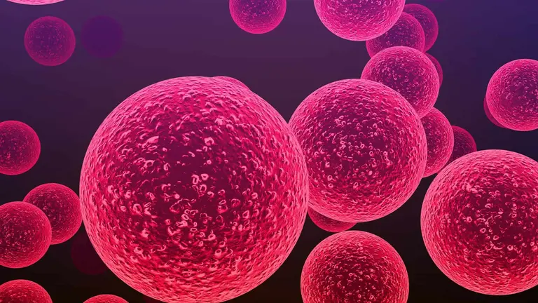 Bacterias del género Streptococcus responsables de la meningitis y otras enfermedades infecciosas graves. Shutterstock - Cinefootage Visuals