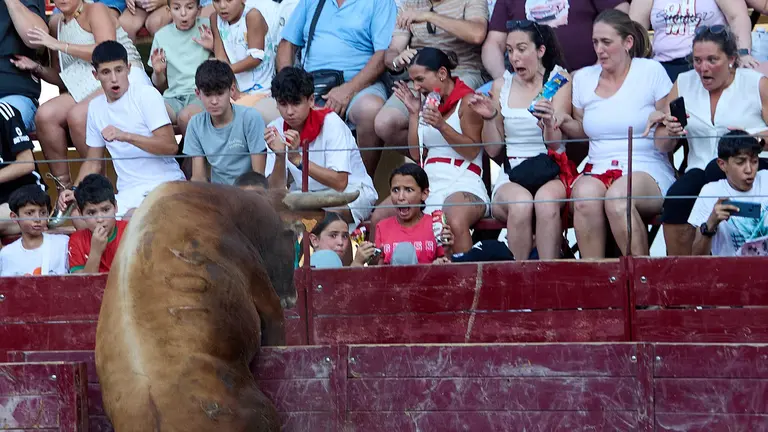 Vacas en la Plaza de Toros durante las fiestas de Arguedas 2025 tras el encierro del Estrecho con la ganaderia de Víctor Ustárroz de Arguedas. IÑIGO ALZUGARAY
