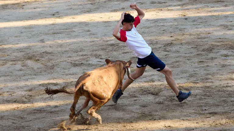 Suelta de vaquillas en la Plaza de Toros tras el encierro de novillos durante las Fiestas de Estella de 2025. IÑIGO ALZUGARAY