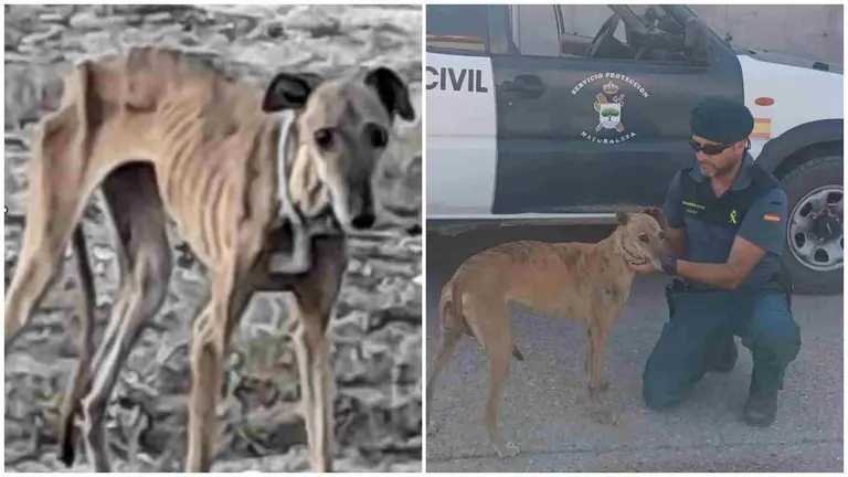 La galga, de nombre "Polémica", estaba desnutrida el día que fue encontrada. En la actualidad se encuentra recuperada. SEPRONA / GUARDIA CIVIL