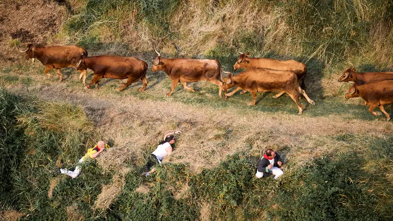 Primer encierro del Pilón en las fiestas de Falces de 2025 con vacas de la ganadería de Vicente Domínguez de Funes. PABLO LASAOSA