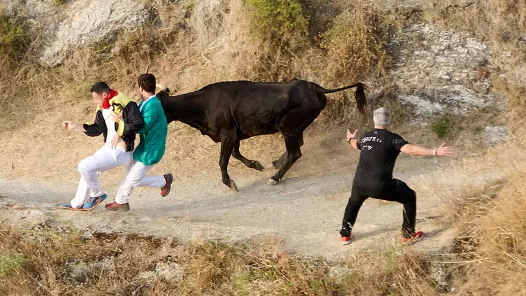 Segundo encierro del Pilón en las fiestas de Falces de 2025 con vacas de la ganadería de José Mº Goñi de Falces. IÑIGO ALZUGARAY