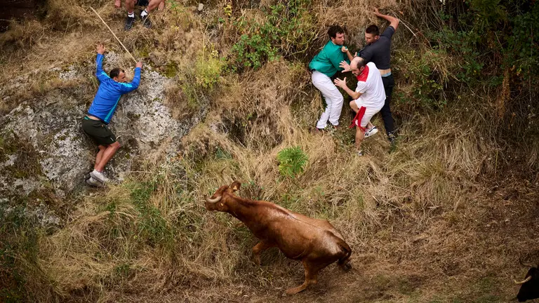 Tercer encierro del Pilón en las fiestas de Falces de 2025 con vacas de la ganadería de Teodoro Vergara de Falces. PABLO LASAOSA