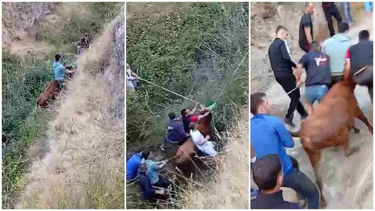 Varios corredores y aficionados ayudan a rescatar la vaca que se ha despeñado en el Encierrillo de Falces.