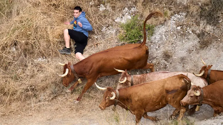 Quinto encierro del Pilón en las fiestas de Falces de 2025 con vacas de la ganadería de Eulogio Mateo de Cárcar.
PABLO LASAOSA