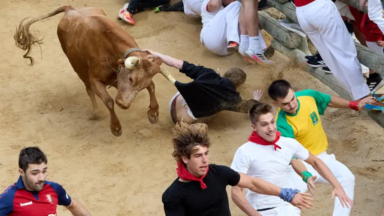 Quinto encierro del Pilón en las fiestas de Falces de 2025 con vacas de la ganadería de Eulogio Mateo de Cárcar. IÑIGO ALZUGARAY