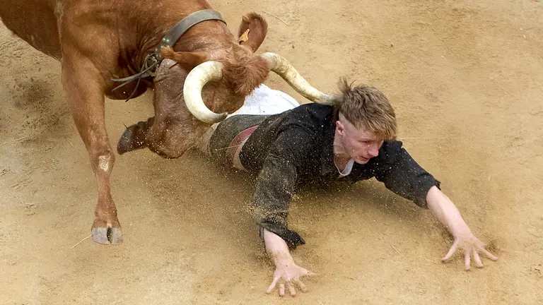 Quinto encierro del Pilón en las fiestas de Falces de 2025 con vacas de la ganadería de Eulogio Mateo de Cárcar. IÑIGO ALZUGARAY