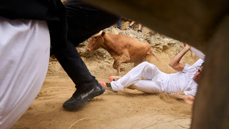 Sexto encierro del Pilón en las fiestas de Falces de 2025 con vacas de la ganadería de Hípica Zahorí de Falces. PABLO LASAOSA