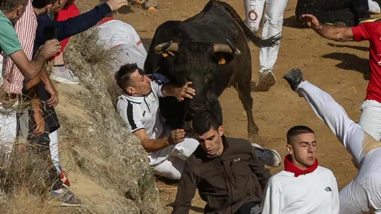 Una vaca arrolla a un corredor en el séptimo encierro del Pilón de Falces. MAITE H. MATEO
