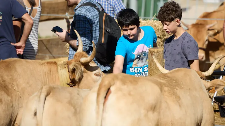 Feria de ganado Autentika de razas aut&oacute;ctonas navarras en el parque de la Runa de Pamplona. I&Ntilde;IGO ALZUGARAY