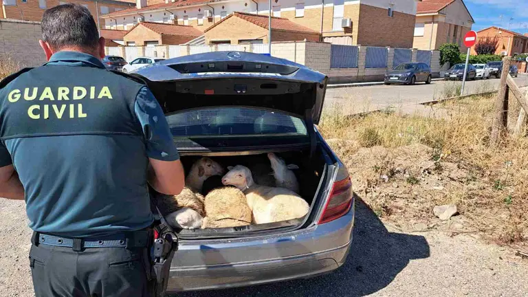 Guardia Civil ha sorprendido un turismo mientras transportaba en su interior cuatro corderos vivos en Castejón. GUARDIA CIVIL