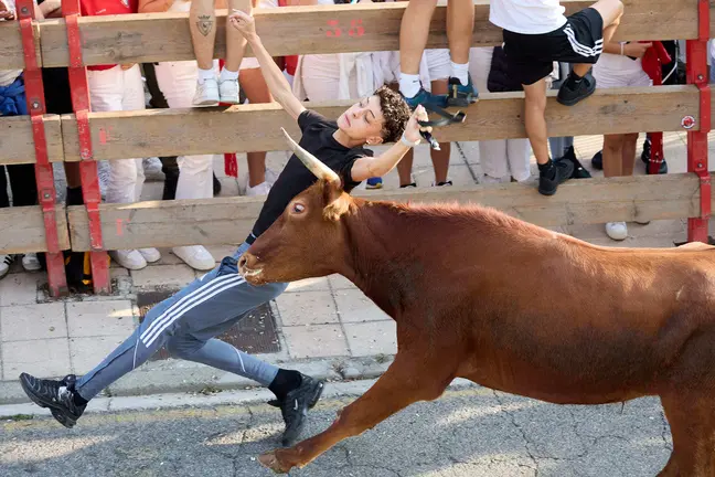 Suelta de vaquillas de la ganadería de Hermanos Ganuza en el casco antiguo durante las fiestas de Zizur Mayor 2025. IÑIGO ALZUGARAY