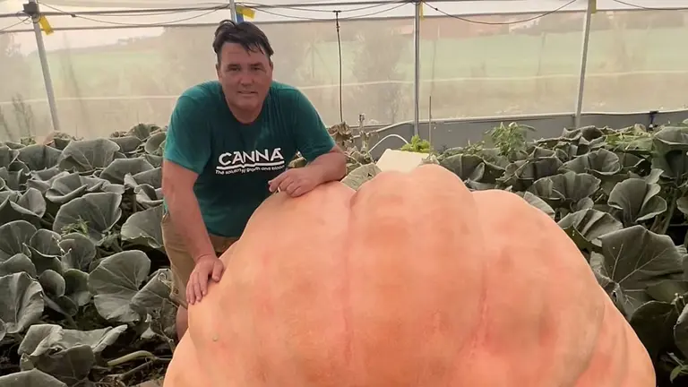 Rubén Mendi posa con una de sus calabazas gigante. TIKTOK (@ELREYDELASCALABAZAS)