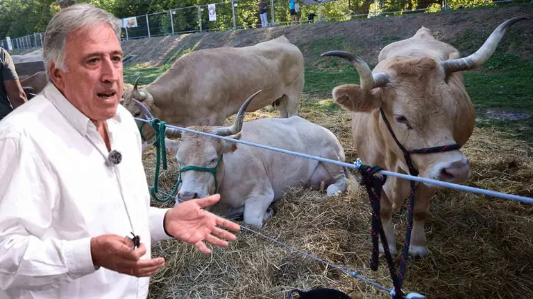 Asirón, sobre una imagen de la Feria de ganado de razas autóctonas navarras en el parque de la Runa de Pamplona. IÑIGO ALZUGARAY