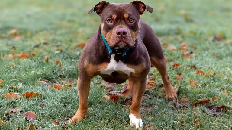 Un perro de la raza American Bully como el encontrado muerto en Estella. ARCHIVO