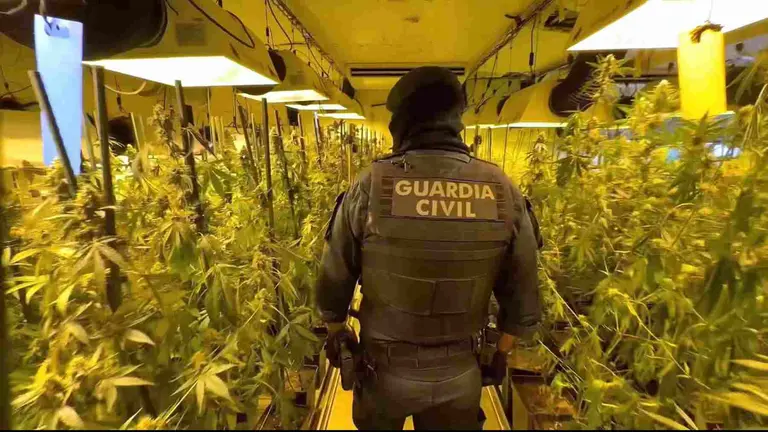Un guardia Civil en mitad de la plantación de marihuana en una nave de Noáin. GUARDIA CIVIL