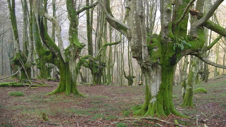 Hayedo de Bertiz.
GOBIERNO DE NAVARRA
