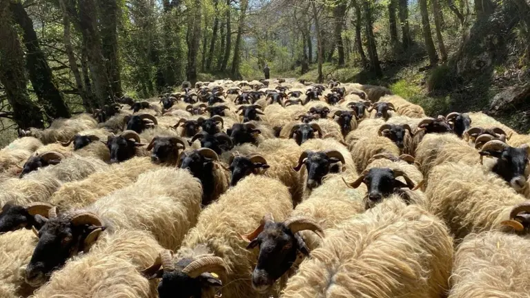 Día del Pastor en Navarra. Turismo Navarra