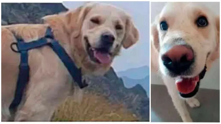 Fotomontaje con imágenes de Kona, el perro de la tudelana fallecida en Panticosa. ARCHIVO